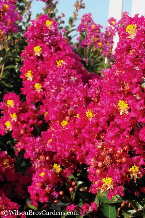Berry Dazzle Dwarf Crape Myrtle - 1 Gallon Pot 6 Berry Dazzle Dwarf Crape Myrtle - 1 Gallon Pot - Image 4