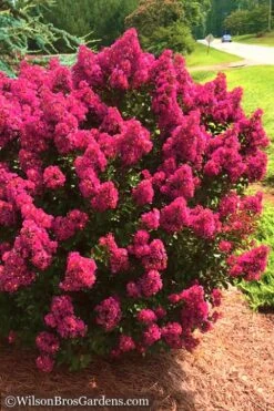 Berry Dazzle Dwarf Crape Myrtle - 1 Gallon Pot 12 Berry Dazzle Dwarf Crape Myrtle - 1 Gallon Pot -FRUIT TREES & PLANTS Shop Crape Myrtle Berry Dazzle 14