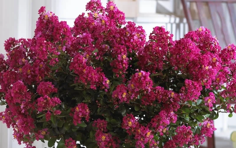 Berry Dazzle Dwarf Crape Myrtle - 1 Gallon Pot 8 Berry Dazzle Dwarf Crape Myrtle - 1 Gallon Pot - Image 6