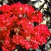 Black Diamond Red Hot Crape Myrtle (Multi-Trunk) - 7 Gallon Pot (4-5' HT) 2 Black Diamond Red Hot Crape Myrtle (Multi-Trunk) - 7 Gallon Pot (4-5' HT) -FRUIT TREES & PLANTS Shop Crape Myrtle Black Diamond Red Hot 1 1