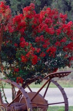 Black Diamond Red Hot Crape Myrtle - 3 Gallon Pot -FRUIT TREES & PLANTS Shop Crape Myrtle Black Diamond Red Hot 2 2