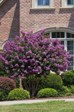 Catawba Purple Crape Myrtle - 1 Gallon Pot -FRUIT TREES & PLANTS Shop Crape Myrtle Catawba 5 1