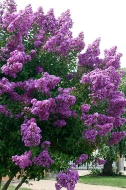 Catawba Purple Crape Myrtle - 1 Gallon Pot -FRUIT TREES & PLANTS Shop Crape Myrtle Catawba 500x750 2