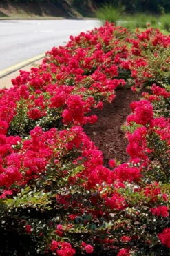 Cherry Dazzle Dwarf Crape Myrtle - 3 Gallon Pot 13 Cherry Dazzle Dwarf Crape Myrtle - 3 Gallon Pot -FRUIT TREES & PLANTS Shop Crape Myrtle Cherry Dazzle 31