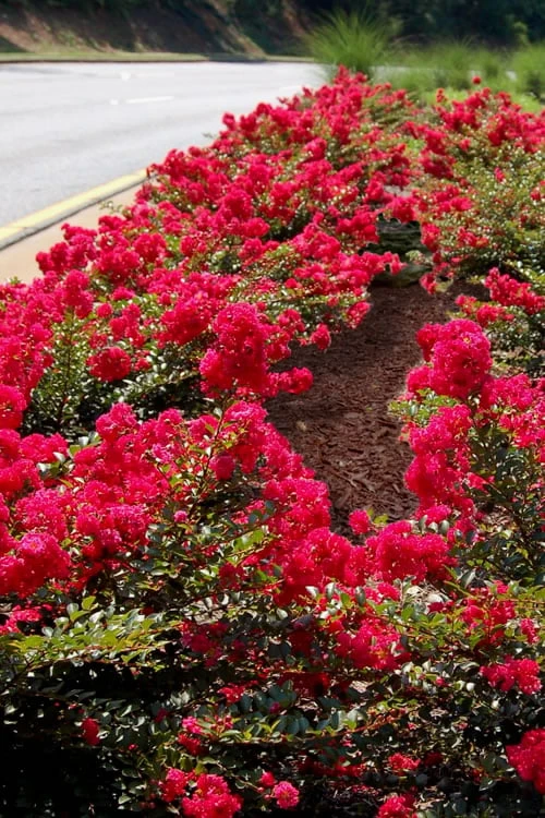 Cherry Dazzle Dwarf Crape Myrtle - 3 Gallon Pot 7 Cherry Dazzle Dwarf Crape Myrtle - 3 Gallon Pot - Image 5