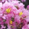 Dazzle Me Pink Dwarf Crape Myrtle - 2 Gallon Pot -FRUIT TREES & PLANTS Shop Crape Myrtle Dazzle Me Pink 15