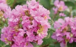 Dazzle Me Pink Dwarf Crape Myrtle - 3 Gallon Pot -FRUIT TREES & PLANTS Shop Crape Myrtle Dazzle Me Pink Closeup 1