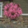 Delta Jazz Crape Myrtle - Single Trunk Topiary Tree - 5 Gallon Pot -FRUIT TREES & PLANTS Shop Crape Myrtle Delota Jazz Tree Form 1