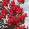 Delta Flame Crape Myrtle - 2 Gallon Pot 2 Delta Flame Crape Myrtle - 2 Gallon Pot -FRUIT TREES & PLANTS Shop Crape Myrtle Delta Flame 3