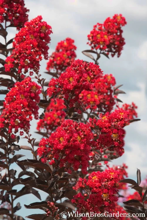Delta Flame Crape Myrtle - 2 Gallon Pot 3 Delta Flame Crape Myrtle - 2 Gallon Pot