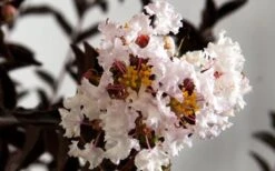 Delta Moonlight Crape Myrtle - 3 Gallon Pot -FRUIT TREES & PLANTS Shop Crape Myrtle Delta Moonlight 1