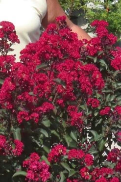 Double Dynamite Crape Myrtle - 2 Gallon Pot 9 Double Dynamite Crape Myrtle - 2 Gallon Pot -FRUIT TREES & PLANTS Shop Crape Myrtle Double Dynamite 25