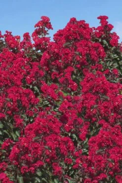 Double Dynamite Crape Myrtle Tree (Single Trunk Tree) - 7 Gallon Pot (5-6') 11 Double Dynamite Crape Myrtle Tree (Single Trunk Tree) - 7 Gallon Pot (5-6') -FRUIT TREES & PLANTS Shop Crape Myrtle Double Dynamite 26 1