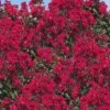 Double Dynamite Crape Myrtle - 2 Gallon Pot -FRUIT TREES & PLANTS Shop Crape Myrtle Double Dynamite 26