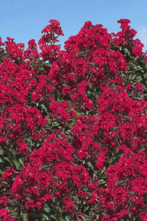 Double Dynamite Crape Myrtle - 2 Gallon Pot 3 Double Dynamite Crape Myrtle - 2 Gallon Pot