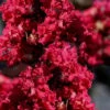 Double Feature Red Crape Myrtle - 3 Gallon Pot -FRUIT TREES & PLANTS Shop Crape Myrtle Double Feature 20