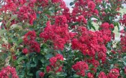 Double Feature Red Crape Myrtle - 3 Gallon Pot 13 Double Feature Red Crape Myrtle - 3 Gallon Pot -FRUIT TREES & PLANTS Shop Crape Myrtle Double Feature 50