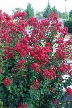 Double Feature Red Crape Myrtle - 3 Gallon Pot 12 Double Feature Red Crape Myrtle - 3 Gallon Pot -FRUIT TREES & PLANTS Shop Crape Myrtle Double Feature Rev 500x750 1