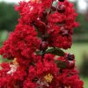 Dynamite Red Crape Myrtle - 1 Gallon Pot -FRUIT TREES & PLANTS Shop Crape Myrtle Dynamite Rev 2 500x750 1