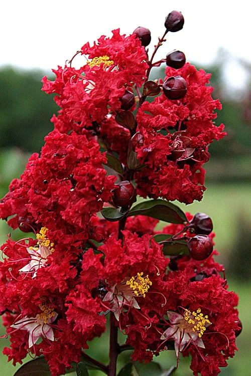Dynamite Red Crape Myrtle - 5 Gallon Pot 3 Dynamite Red Crape Myrtle - 5 Gallon Pot