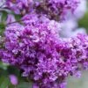 Early Bird Purple Crape Myrtle - 2 Gallon Pot 2 Early Bird Purple Crape Myrtle - 2 Gallon Pot -FRUIT TREES & PLANTS Shop Crape Myrtle Early Bird BS