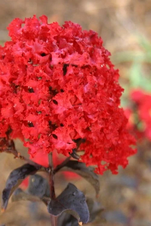 Ebony Flame Crape Myrtle - 2 Gallon Pot 3 Ebony Flame Crape Myrtle - 2 Gallon Pot