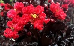 Ebony Flame Crape Myrtle - 2 Gallon Pot -FRUIT TREES & PLANTS Shop Crape Myrtle Ebony Flame