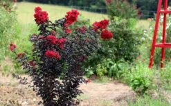 Ebony Flame Crape Myrtle - 2 Gallon Pot 14 Ebony Flame Crape Myrtle - 2 Gallon Pot -FRUIT TREES & PLANTS Shop Crape Myrtle Ebony Flame Tree