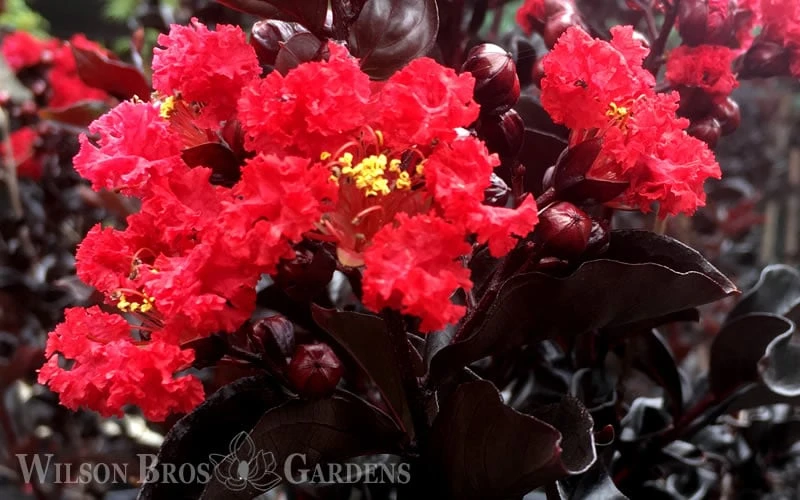 Ebony Flame Crape Myrtle - 2 Gallon Pot 9 Ebony Flame Crape Myrtle - 2 Gallon Pot - Image 7