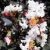 Delta Moonlight Crape Myrtle - 2 Gallon Pot 1 Delta Moonlight Crape Myrtle - 2 Gallon Pot -FRUIT TREES & PLANTS Shop Crape Myrtle Ebony Ivory BS
