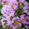 Muskogee Lavender Crape Myrtle - 7 Gallon Pot (4-5') -FRUIT TREES & PLANTS Shop Crape Myrtle Muskgogee BS 2