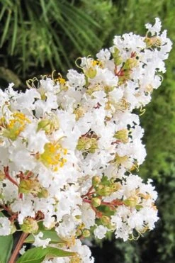 Natchez White Crape Myrtle (Multi Trunk) - 5 Gallon Pot -FRUIT TREES & PLANTS Shop Crape Myrtle Natchez 11 4