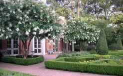 Natchez White Crape Myrtle (Multi Trunk) - 7 Gallon Pot (4-5') -FRUIT TREES & PLANTS Shop Crape Myrtle Natchez 13