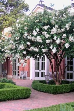 Natchez White Crape Myrtle - 3 Gallon Pot -FRUIT TREES & PLANTS Shop Crape Myrtle Natchez 14 2
