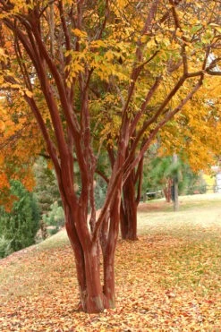Natchez White Crape Myrtle (Multi Trunk) - 5 Gallon Pot -FRUIT TREES & PLANTS Shop Crape Myrtle Natchez 17 4