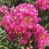 Pocomoke Dwarf Crape Myrtle - 3 Gallon Pot 1 Pocomoke Dwarf Crape Myrtle - 3 Gallon Pot -FRUIT TREES & PLANTS Shop Crape Myrtle Pocomoke 26