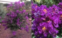 Purple Magic Crape Myrtle Tree (Multi Trunk) - 7 Gallon Pot -FRUIT TREES & PLANTS Shop Crape Myrtle Purple Magic 12