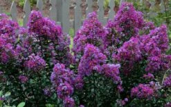 Purple Magic Crape Myrtle Tree (Multi Trunk) - 7 Gallon Pot -FRUIT TREES & PLANTS Shop Crape Myrtle Purple Magic 13