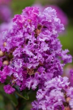 Purple Magic Crape Myrtle Tree (Single Trunk) - 7 Gallon Pot (6-7') 10 Purple Magic Crape Myrtle Tree (Single Trunk) - 7 Gallon Pot (6-7') -FRUIT TREES & PLANTS Shop Crape Myrtle Purple Magic 20 500x750 1