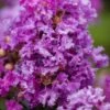 Purple Magic Crape Myrtle Tree (Multi Trunk) - 7 Gallon Pot -FRUIT TREES & PLANTS Shop Crape Myrtle Purple Magic 20 500x750 2