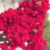 Red Rocket Crape Myrtle - 6 Pack Of 1 Gallon Pots -FRUIT TREES & PLANTS Shop Crape Myrtle Red Rocket Closeup 500x750 1