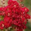 Red Rooster Crape Myrtle - 3 Gallon Pot -FRUIT TREES & PLANTS Shop Crape Myrtle Red Rooster 6