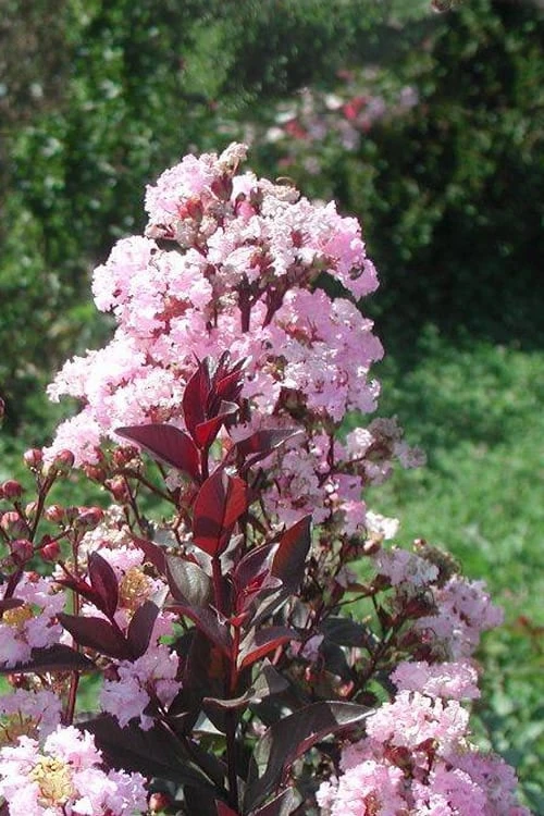 Rhapsody In Pink Crape Myrtle - 1 Gallon Pot 5 Rhapsody In Pink Crape Myrtle - 1 Gallon Pot - Image 3