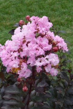 Rhapsody In Pink Crape Myrtle - 1 Gallon Pot 10 Rhapsody In Pink Crape Myrtle - 1 Gallon Pot -FRUIT TREES & PLANTS Shop Crape Myrtle Rhapsody In Pink 11