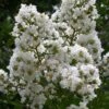 Sarah's Favorite Crape Myrtle - 1 Gallon Pot -FRUIT TREES & PLANTS Shop Crape Myrtle Sarahs Favorite 7 2