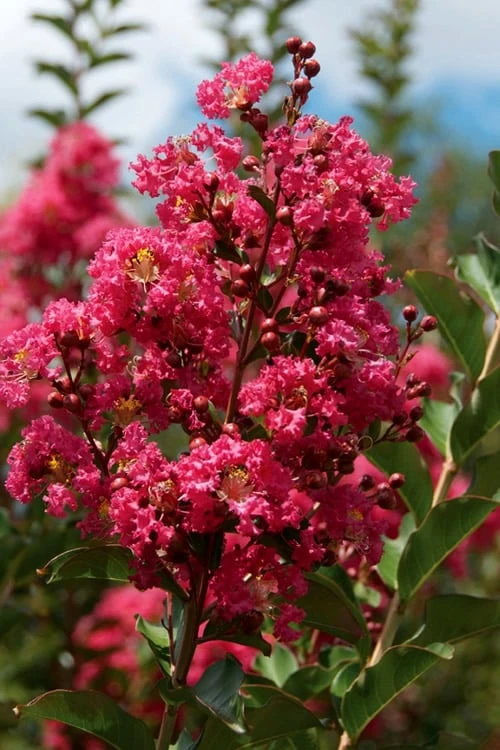 Tonto Red Crape Myrtle - 7 Gallon Pot (4-5') 6 Tonto Red Crape Myrtle - 7 Gallon Pot (4-5') - Image 4