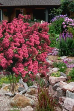 Tonto Red Crape Myrtle - 7 Gallon Pot (4-5') 12 Tonto Red Crape Myrtle - 7 Gallon Pot (4-5') -FRUIT TREES & PLANTS Shop Crape Myrtle Tonto 13 1