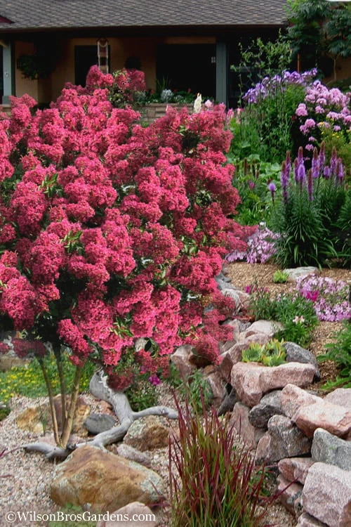 Tonto Red Crape Myrtle - 7 Gallon Pot (4-5') 7 Tonto Red Crape Myrtle - 7 Gallon Pot (4-5') - Image 5