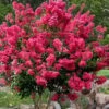 Tonto Red Crape Myrtle - 7 Gallon Pot (4-5') 1 Tonto Red Crape Myrtle - 7 Gallon Pot (4-5') -FRUIT TREES & PLANTS Shop Crape Myrtle Tonto 14 1