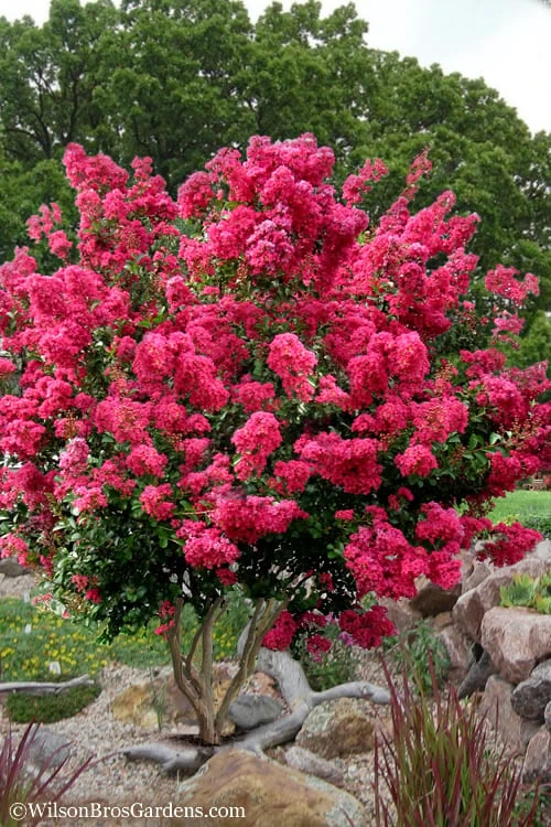 Tonto Red Crape Myrtle - 7 Gallon Pot (4-5') 3 Tonto Red Crape Myrtle - 7 Gallon Pot (4-5')